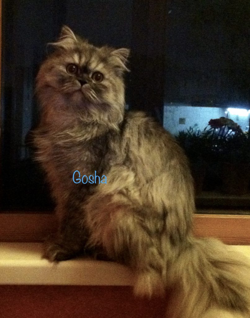 チンチラシルバーのはずが… その1 シベリア猫は不思議がいっぱい！サイベリアンの謎に迫る 日露親善ネコ公使 bilde
