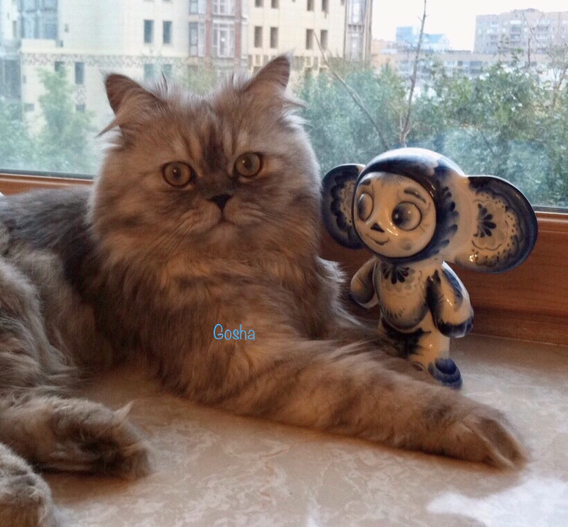 シベリア猫は不思議がいっぱい！サイベリアンの謎に迫る 日露親善ネコ公使
